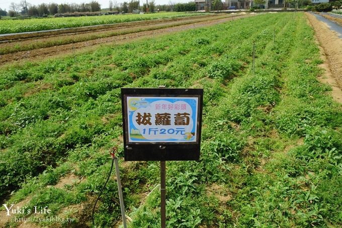 桃園景點【向陽農場】親子景點～薰衣草、向日葵、金魚草超美花海×兒童遊樂設施×餵羊咩咩 - yuki.tw