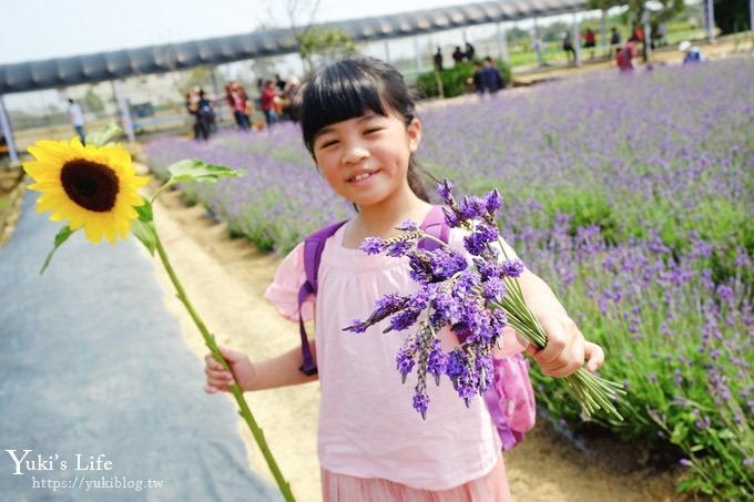 桃園景點【向陽農場】親子景點～薰衣草、向日葵、金魚草超美花海×兒童遊樂設施×餵羊咩咩 - yuki.tw