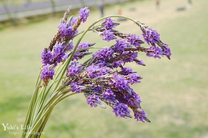 桃園景點【向陽農場】親子景點～薰衣草、向日葵、金魚草超美花海×兒童遊樂設施×餵羊咩咩 - yuki.tw