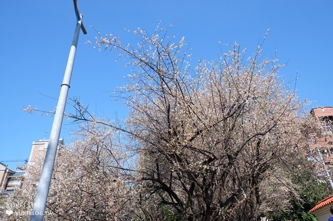 台北賞梅打卡點【志成公園】熱門梅花攝影地點×溜滑梯免費親子景點 - yuki.tw