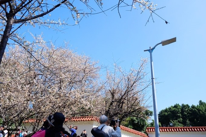 台北賞梅打卡點【志成公園】熱門梅花攝影地點×溜滑梯免費親子景點 - yuki.tw