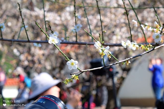 台北賞梅打卡點【志成公園】熱門梅花攝影地點×溜滑梯免費親子景點 - yuki.tw