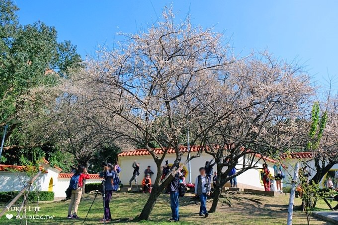 台北賞梅打卡點【志成公園】熱門梅花攝影地點×溜滑梯免費親子景點 - yuki.tw