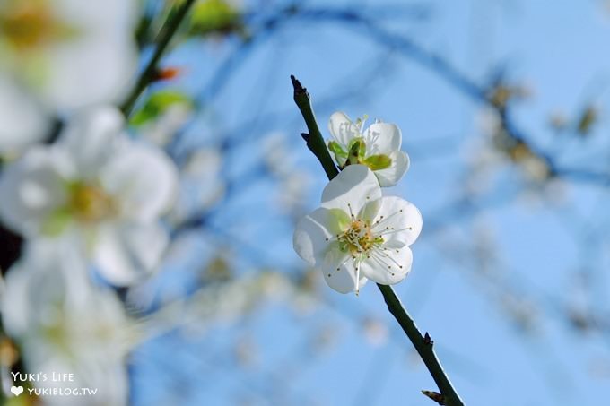 台北賞梅打卡點【志成公園】熱門梅花攝影地點×溜滑梯免費親子景點 - yuki.tw