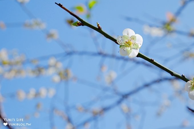 台北賞梅打卡點【志成公園】熱門梅花攝影地點×溜滑梯免費親子景點 - yuki.tw