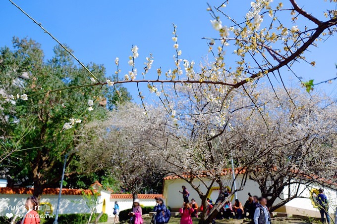 台北賞梅打卡點【志成公園】熱門梅花攝影地點×溜滑梯免費親子景點 - yuki.tw