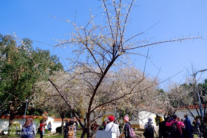 台北賞梅打卡點【志成公園】熱門梅花攝影地點×溜滑梯免費親子景點 - yuki.tw