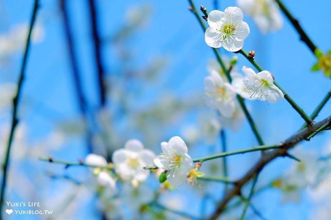 台北賞梅打卡點【志成公園】熱門梅花攝影地點×溜滑梯免費親子景點 - yuki.tw