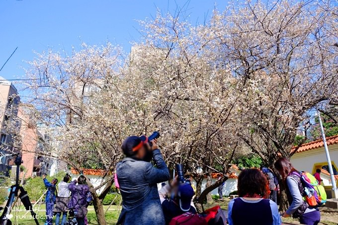 台北賞梅打卡點【志成公園】熱門梅花攝影地點×溜滑梯免費親子景點 - yuki.tw