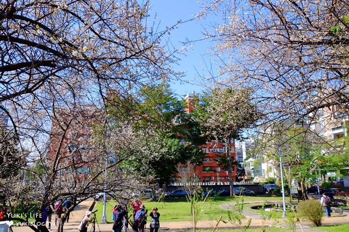 台北賞梅打卡點【志成公園】熱門梅花攝影地點×溜滑梯免費親子景點 - yuki.tw