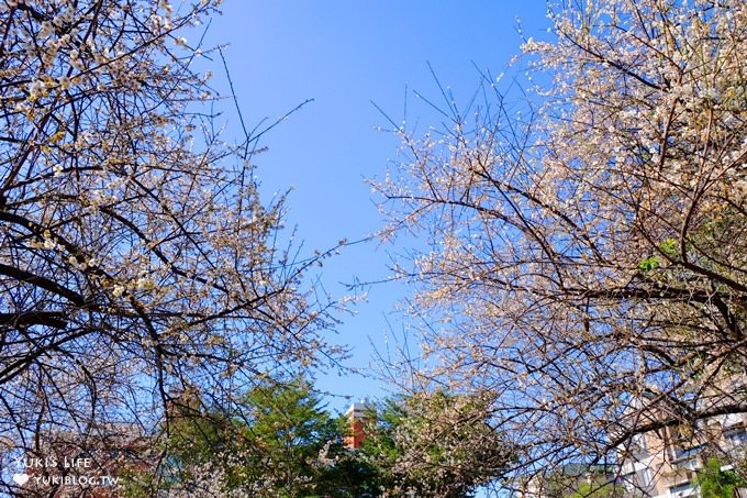 台北賞梅打卡點【志成公園】熱門梅花攝影地點×溜滑梯免費親子景點 - yuki.tw