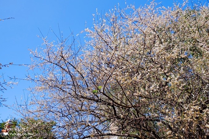 台北賞梅打卡點【志成公園】熱門梅花攝影地點×溜滑梯免費親子景點 - yuki.tw