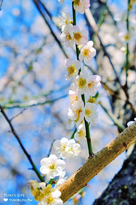 台北賞梅打卡點【志成公園】熱門梅花攝影地點×溜滑梯免費親子景點 - yuki.tw