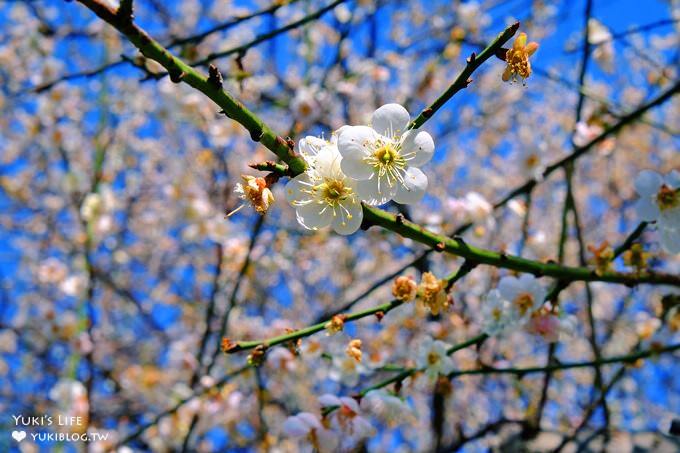 台北賞梅打卡點【志成公園】熱門梅花攝影地點×溜滑梯免費親子景點 - yuki.tw