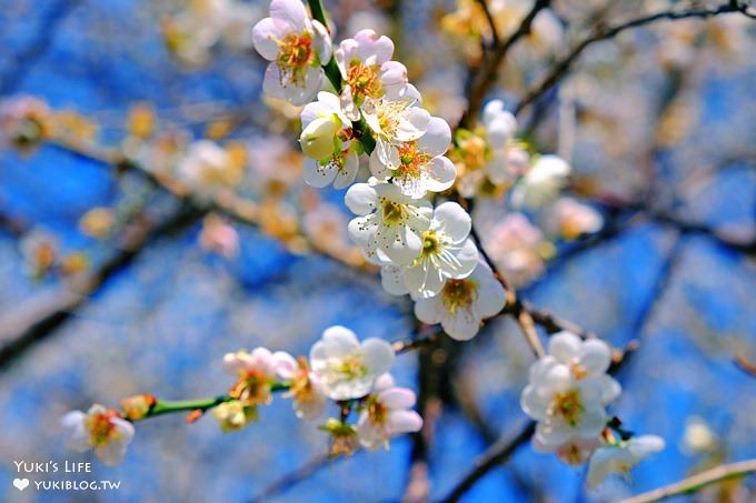 台北賞梅打卡點【志成公園】熱門梅花攝影地點×溜滑梯免費親子景點 - yuki.tw