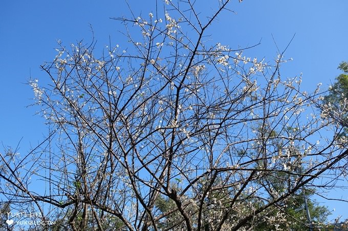 台北賞梅打卡點【志成公園】熱門梅花攝影地點×溜滑梯免費親子景點 - yuki.tw