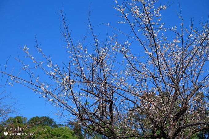 台北賞梅打卡點【志成公園】熱門梅花攝影地點×溜滑梯免費親子景點 - yuki.tw