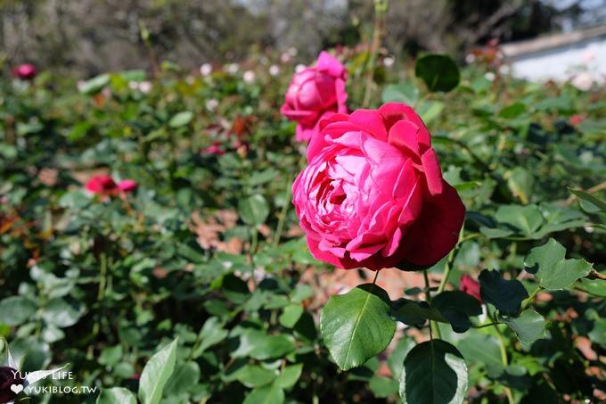 台北賞梅打卡點【志成公園】熱門梅花攝影地點×溜滑梯免費親子景點 - yuki.tw