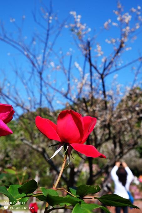 台北賞梅打卡點【志成公園】熱門梅花攝影地點×溜滑梯免費親子景點 - yuki.tw