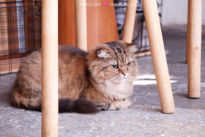 桃園推薦【Tama Tama たまたま慢食堂】抹茶冰果然必點!秋新品提拉米蘇冰也超好吃! - yuki.tw