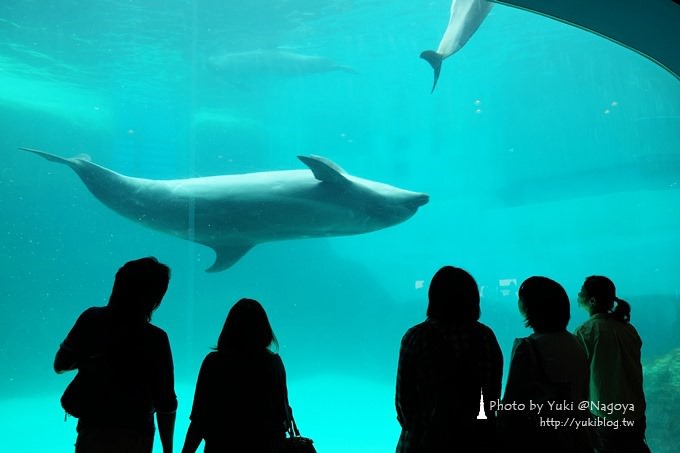 日本名古屋景點〈名古屋港水族館〉虎鯨寶寶.海豚表演超可愛❤ - yuki.tw
