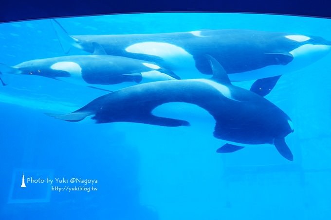 日本名古屋景點〈名古屋港水族館〉虎鯨寶寶.海豚表演超可愛❤ - yuki.tw