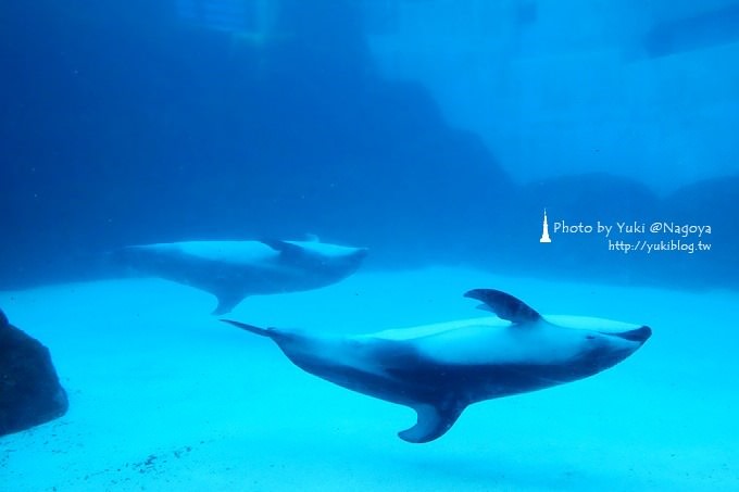 日本名古屋景點〈名古屋港水族館〉虎鯨寶寶.海豚表演超可愛❤ - yuki.tw