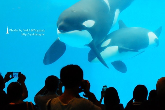 日本名古屋景點〈名古屋港水族館〉虎鯨寶寶.海豚表演超可愛❤ - yuki.tw