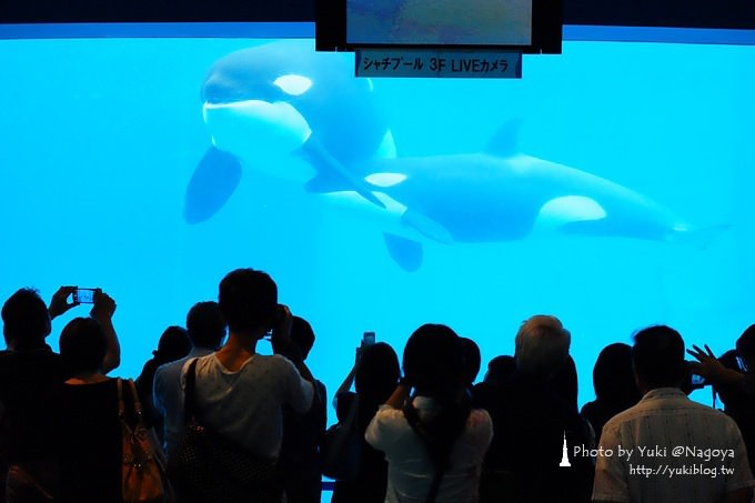 日本名古屋景點〈名古屋港水族館〉虎鯨寶寶.海豚表演超可愛❤ - yuki.tw