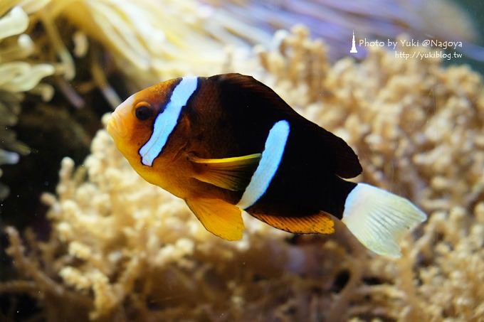 日本名古屋景點〈名古屋港水族館〉虎鯨寶寶.海豚表演超可愛❤ - yuki.tw