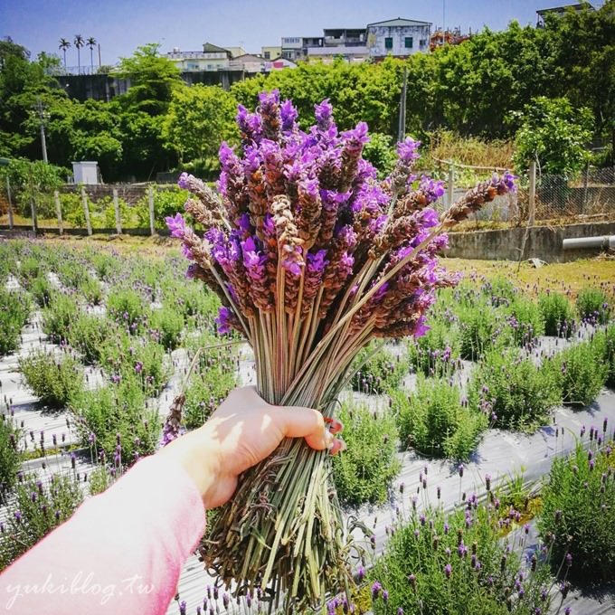 苗栗景點【葛瑞絲香草田】頭屋免費七千坪薰衣草花園×芳香浪漫異國風情 - yuki.tw