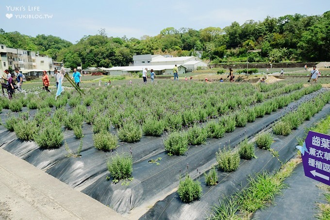 苗栗景點【葛瑞絲香草田】頭屋免費七千坪薰衣草花園×芳香浪漫異國風情 - yuki.tw