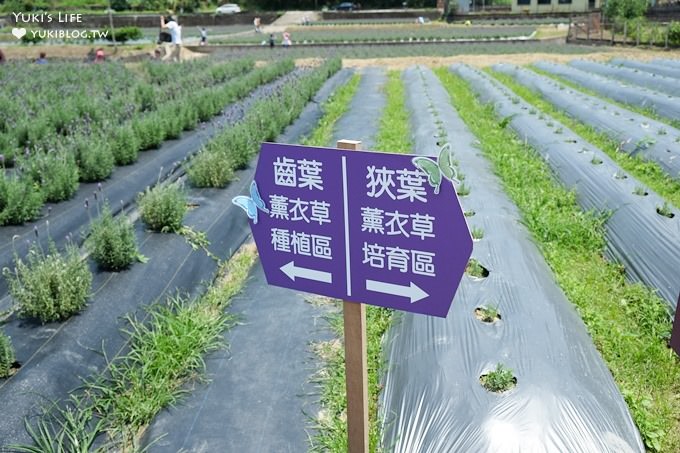 苗栗景點【葛瑞絲香草田】頭屋免費七千坪薰衣草花園×芳香浪漫異國風情 - yuki.tw