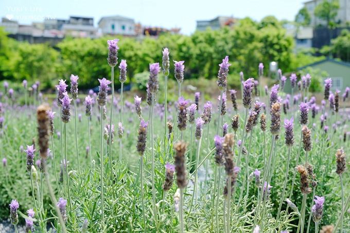 苗栗景點【葛瑞絲香草田】頭屋免費七千坪薰衣草花園×芳香浪漫異國風情 - yuki.tw