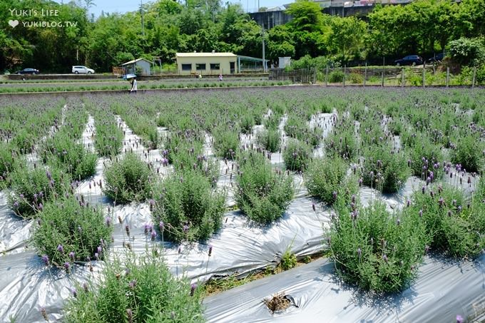 苗栗景點【葛瑞絲香草田】頭屋免費七千坪薰衣草花園×芳香浪漫異國風情 - yuki.tw