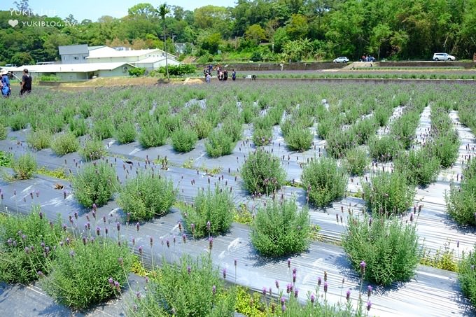 苗栗景點【葛瑞絲香草田】頭屋免費七千坪薰衣草花園×芳香浪漫異國風情 - yuki.tw