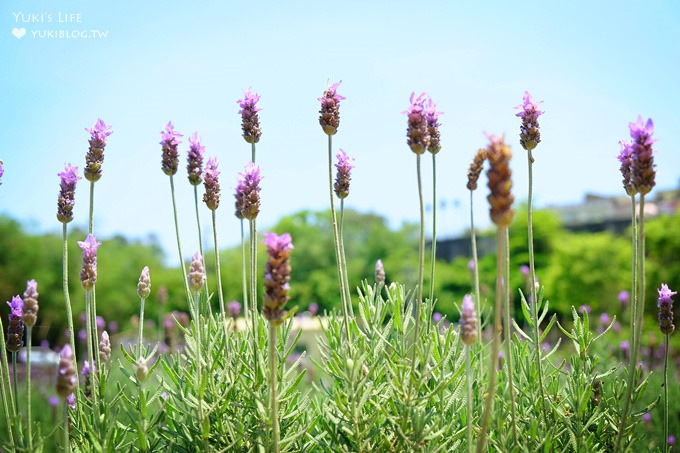 苗栗景點【葛瑞絲香草田】頭屋免費七千坪薰衣草花園×芳香浪漫異國風情 - yuki.tw