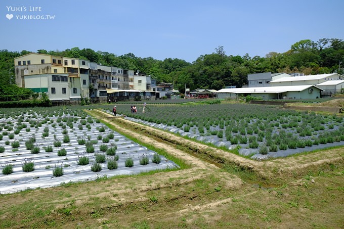 苗栗景點【葛瑞絲香草田】頭屋免費七千坪薰衣草花園×芳香浪漫異國風情 - yuki.tw