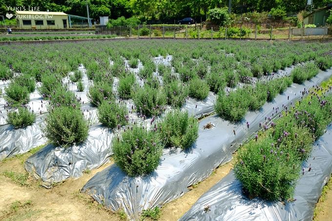 苗栗景點【葛瑞絲香草田】頭屋免費七千坪薰衣草花園×芳香浪漫異國風情 - yuki.tw