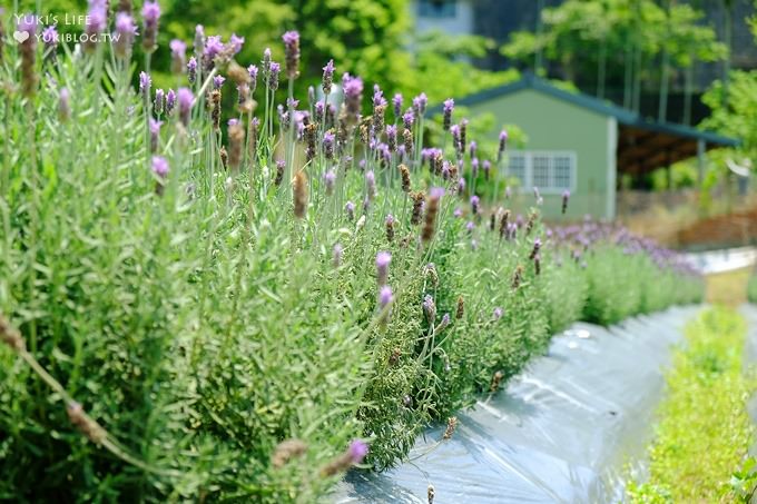 苗栗景點【葛瑞絲香草田】頭屋免費七千坪薰衣草花園×芳香浪漫異國風情 - yuki.tw