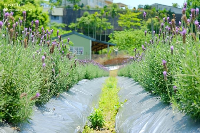 苗栗景點【葛瑞絲香草田】頭屋免費七千坪薰衣草花園×芳香浪漫異國風情 - yuki.tw