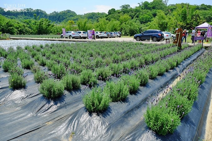 苗栗景點【葛瑞絲香草田】頭屋免費七千坪薰衣草花園×芳香浪漫異國風情 - yuki.tw