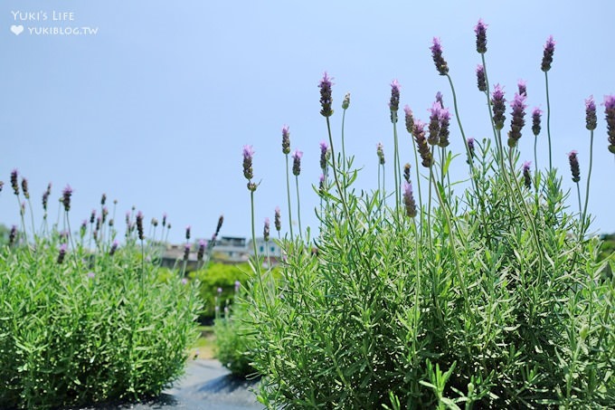 苗栗景點【葛瑞絲香草田】頭屋免費七千坪薰衣草花園×芳香浪漫異國風情 - yuki.tw