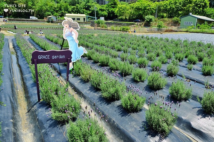 苗栗景點【葛瑞絲香草田】頭屋免費七千坪薰衣草花園×芳香浪漫異國風情 - yuki.tw