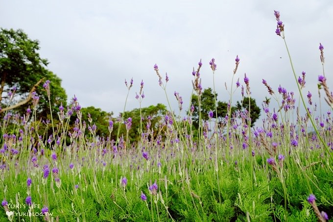 苗栗景點【花露休閒農場】大草皮親子景點 薰衣草花田拍照趣×花花草草親子好去處(有小火車) - yuki.tw