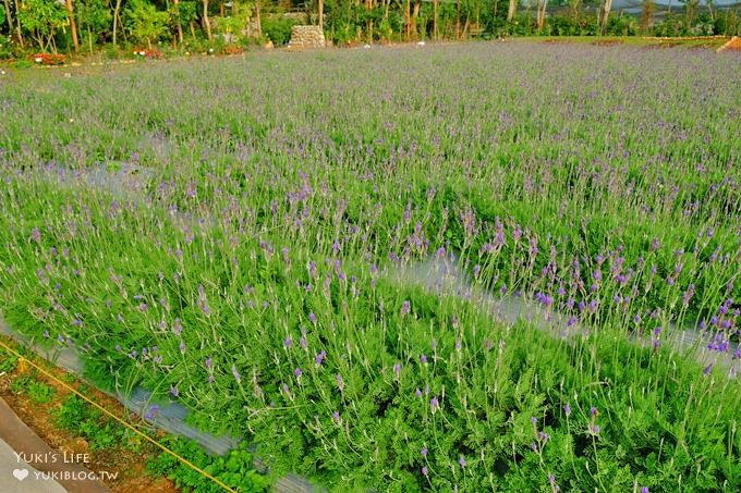 苗栗景點【花露休閒農場】大草皮親子景點 薰衣草花田拍照趣×花花草草親子好去處(有小火車) - yuki.tw