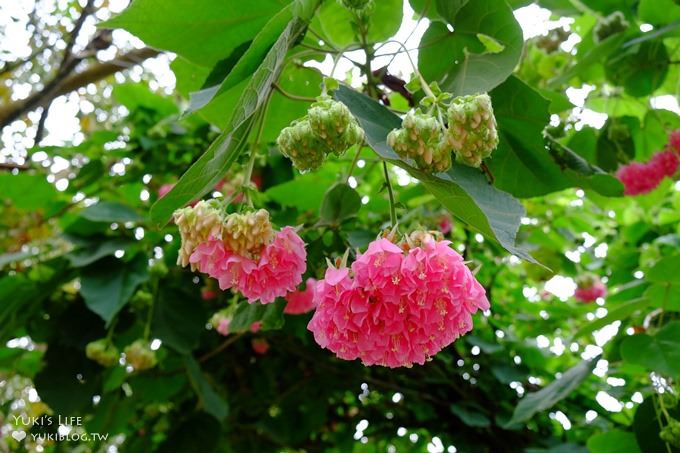 苗栗景點【花露休閒農場】大草皮親子景點 薰衣草花田拍照趣×花花草草親子好去處(有小火車) - yuki.tw