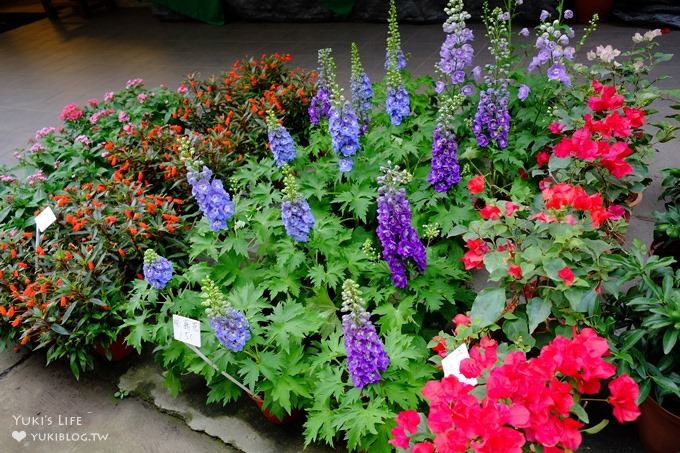 苗栗景點【花露休閒農場】大草皮親子景點 薰衣草花田拍照趣×花花草草親子好去處(有小火車) - yuki.tw