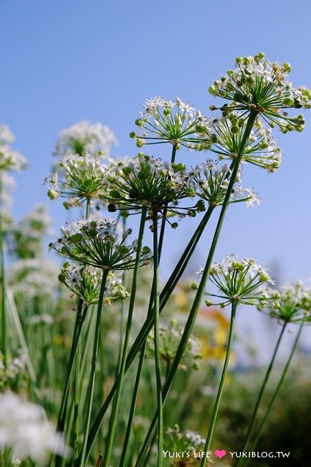 桃園【大溪中新里韭菜花田】台灣9月雪限定賞花景點遊記 - yuki.tw