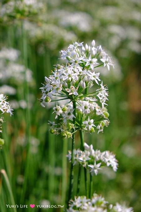 桃園【大溪中新里韭菜花田】台灣9月雪限定賞花景點遊記 - yuki.tw